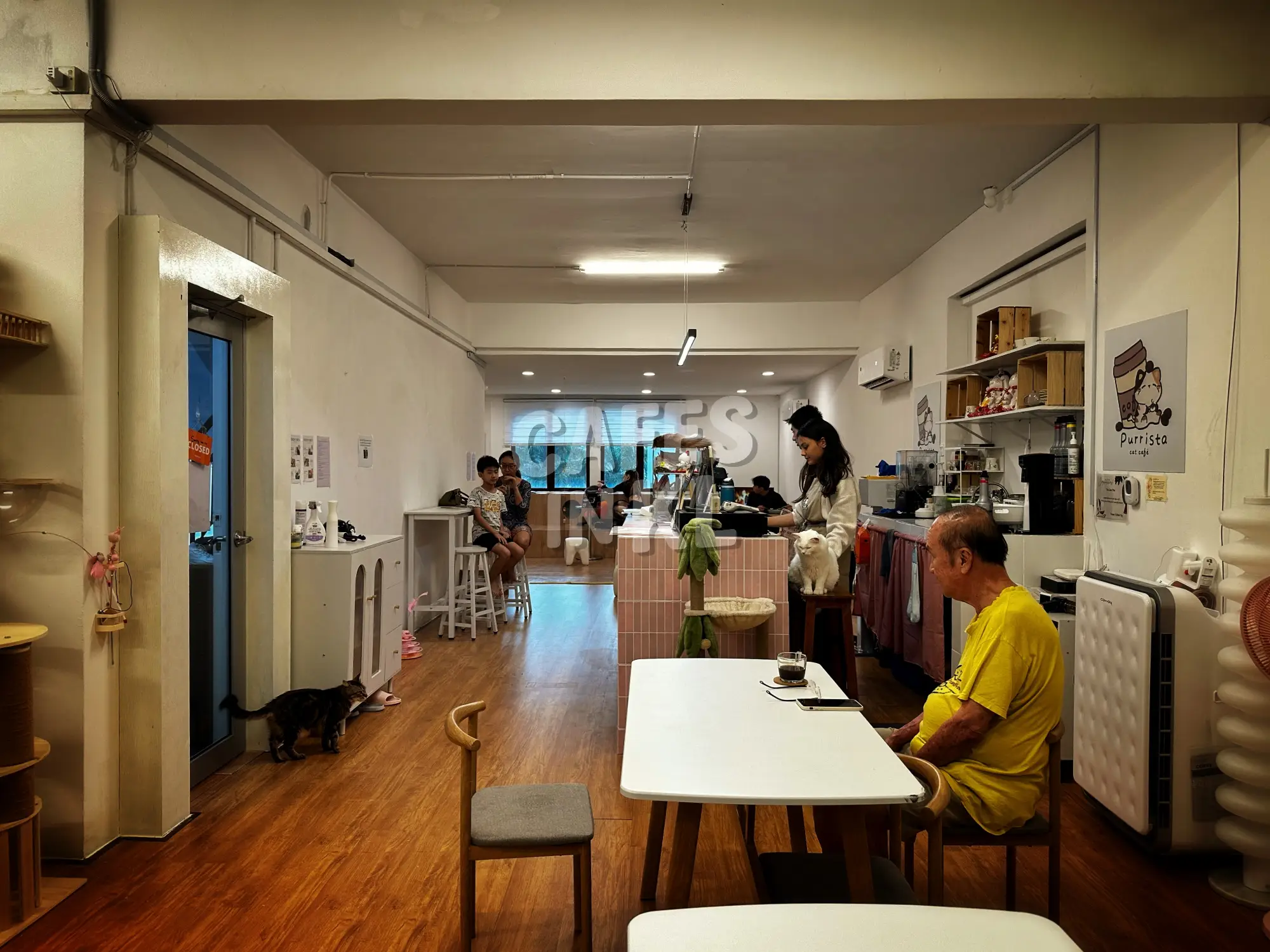 Purrista PJ Cat Cafe photo 2