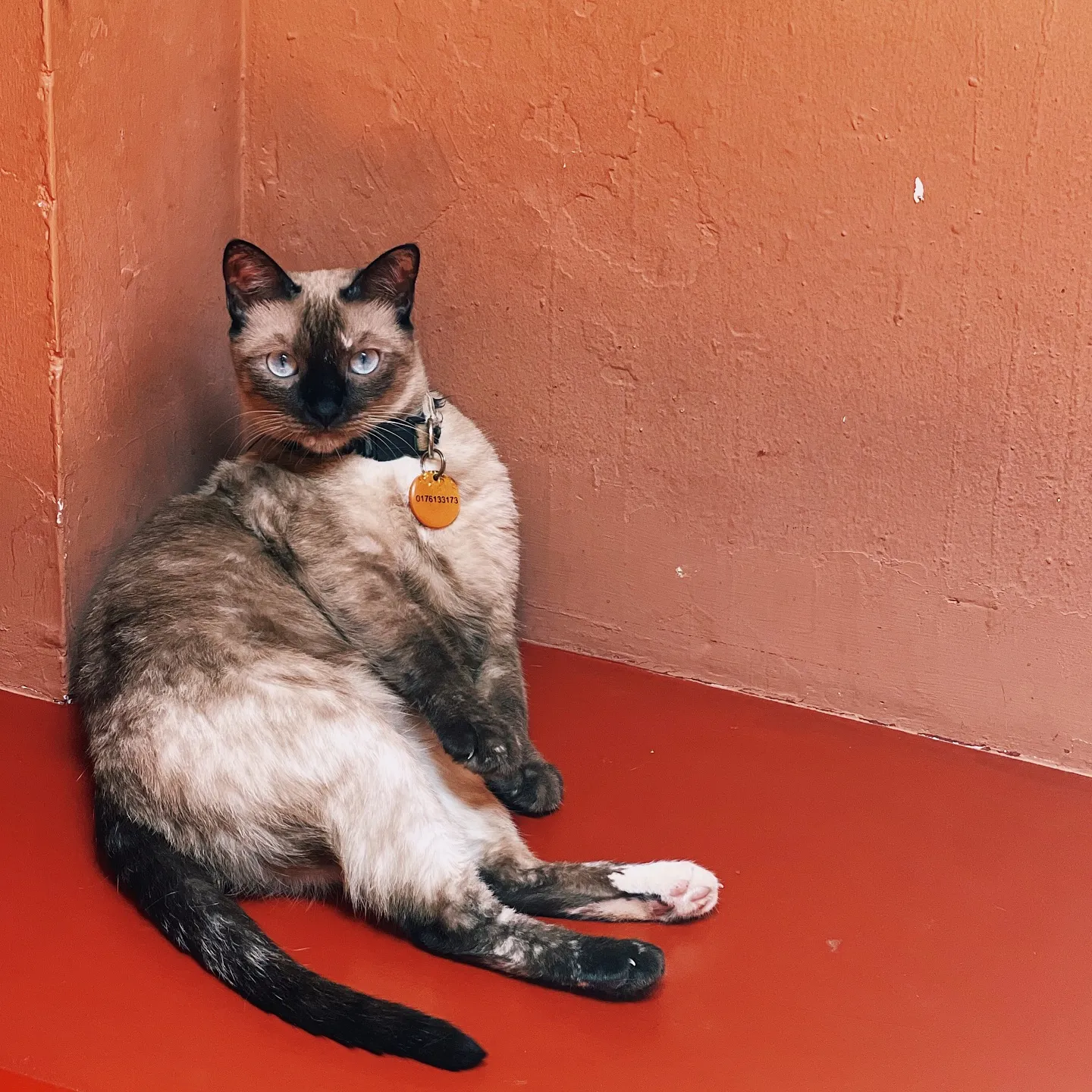 Poppy Kat photo 3