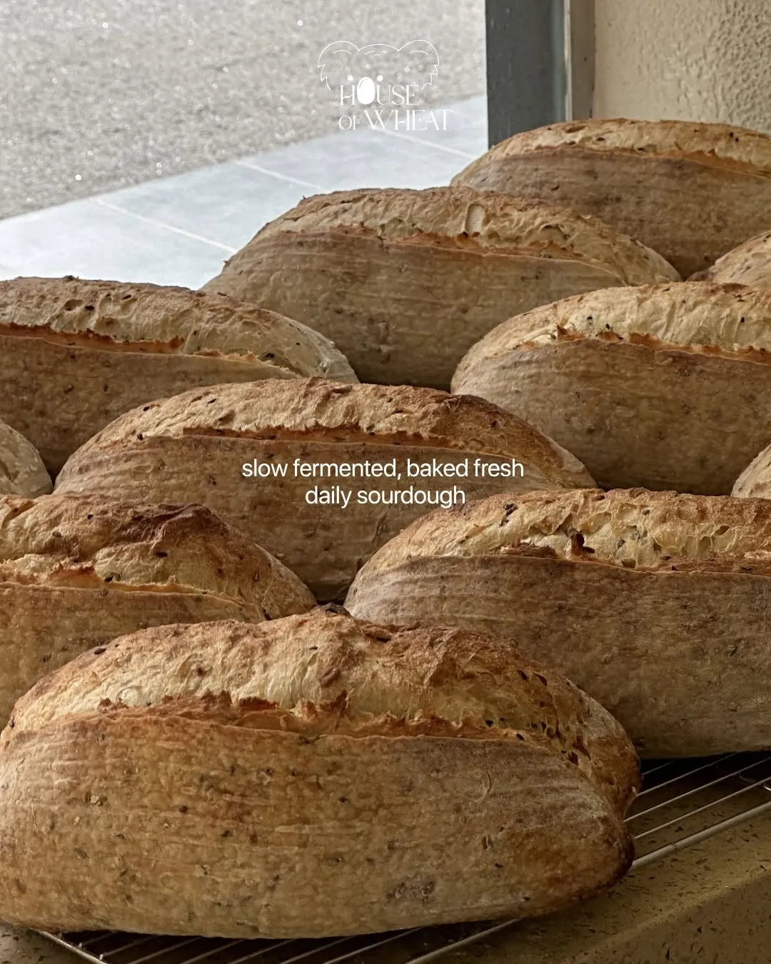 Freshly baked sourdough loaves cooling on a rack.
