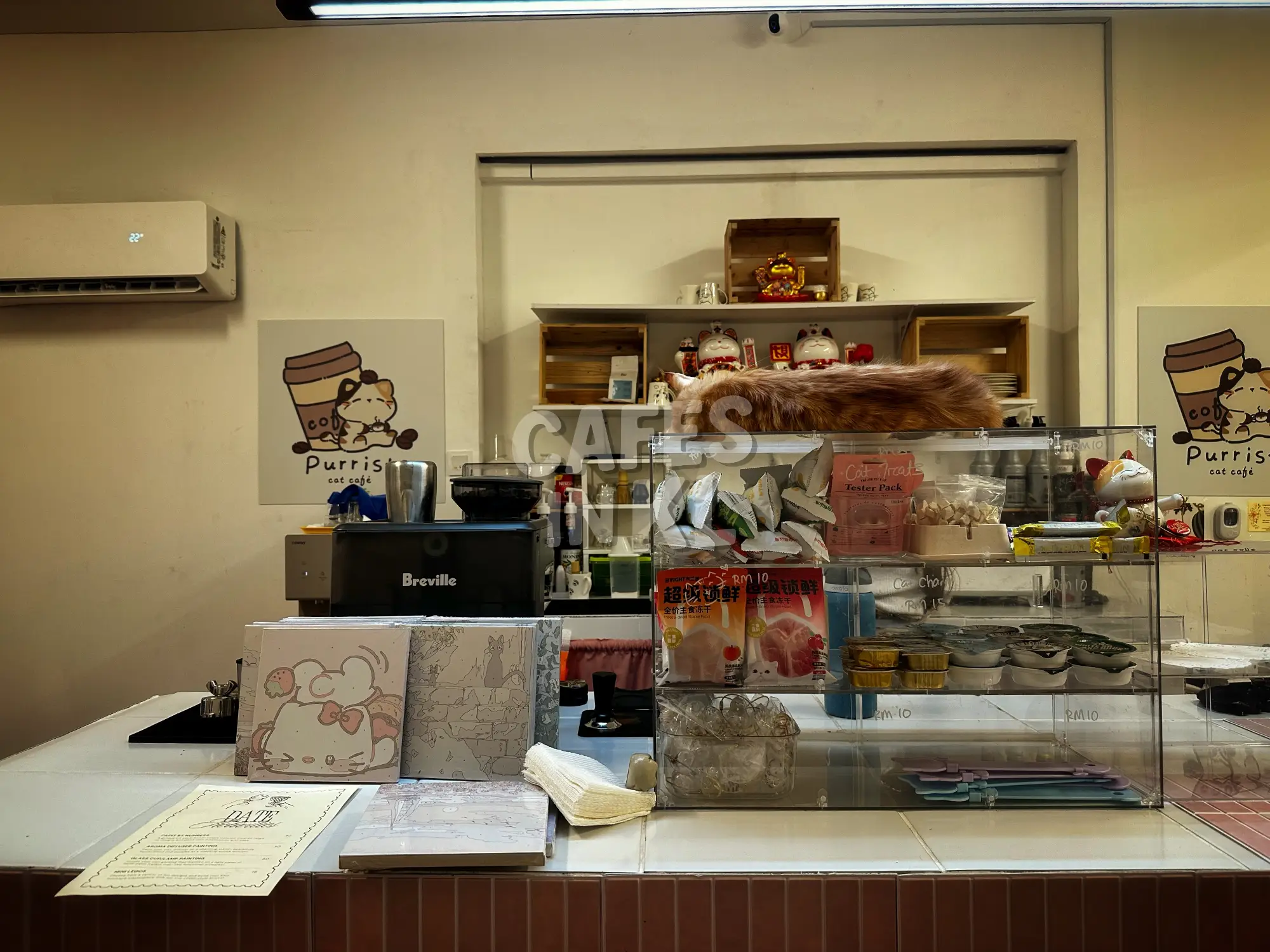 Purrista PJ Cat Cafe photo 3