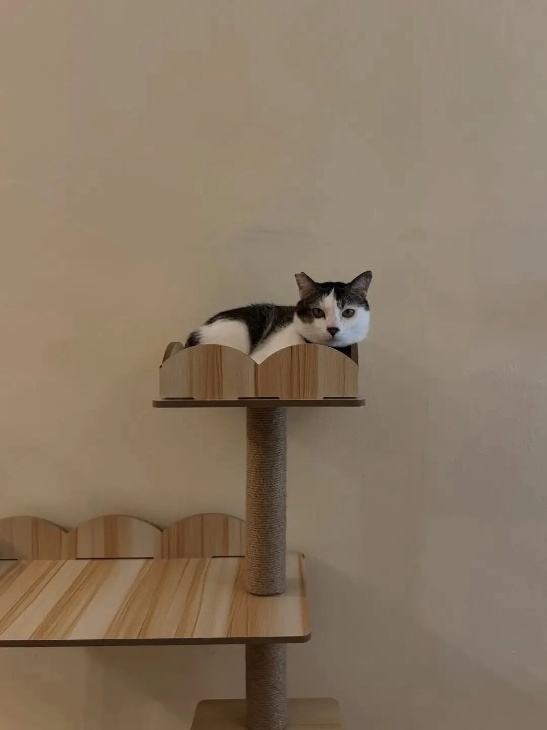 A curious gray cat stands by a door in a bright cafe