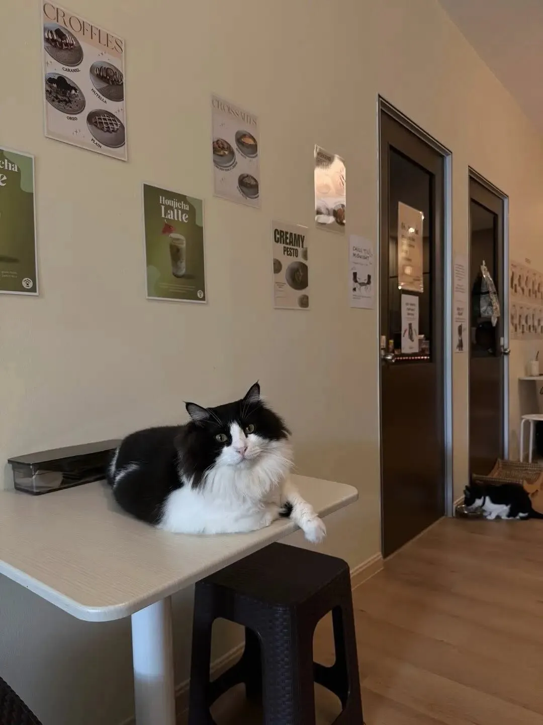 Two cats playfully interacting with a toy in a warm cafe environment